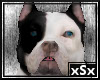 xSx Pit Bull Pet
