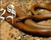 ~2S~ brown snakeskin