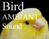 Bird-Ambiant Sound