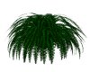 small leaf fern