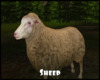 *Sheep