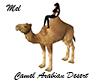 Camel Arabian Desert