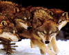HUNGRY WOLF PACK