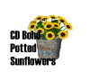 CD Boho Potted Sunflower