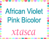 African Violet Pink