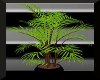 Palm Plant