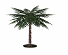 Sunny Lighted Palm Tree