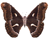 JR Butterfly