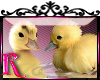 *R* Duckling Enhancer