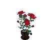 Tigeress Red Roses