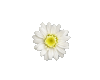 Tiny Daisy