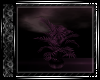 Purple Haze Plant