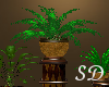 [SD] Celebrity Plants