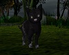 Witch Hollow Witches Cat