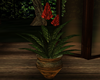 LC| Tranquility Plant