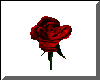Animated Spinning Rose