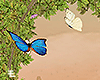 Spring / Butterflies