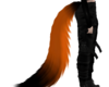 fox tail orange