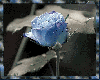 M Blue Shimmer Dew Rose