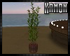 MK| Tropical Plant v2