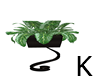 K - Zen Plant