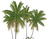 palme tropicali
