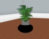 Black Potted Plant