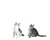 dancing cats animated