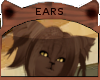 Choco Tabby * Ears
