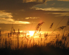 Sunset Through Sea Oats