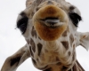 Kiss You Giraffe