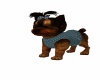 {LS} Roxy playful pup