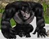 ~KONG~pet's
