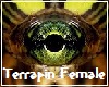 Terrapin Turtle Eyes F