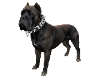 CANE CORSO 2