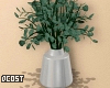 Eucalyptus Plant