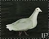 Doves / Birds Animated