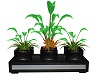 NA-Trio Potted Plants