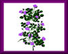 Flower *Roses* purple