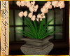 I~Garden Orchid Plant*Ph