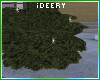 🎄 Evergreen Shrubs