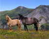 Horses I Picture