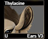 Thylacine Ears V3