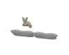 Cat Kitty