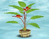 [m58]Plant carbuncle /g
