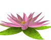 lotus blossom