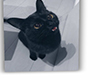 black cat photo poster