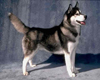 MK-DOG (Sibria wolf)