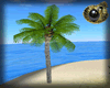 [BP]Beach Palm 1