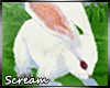 Dream Rabbits